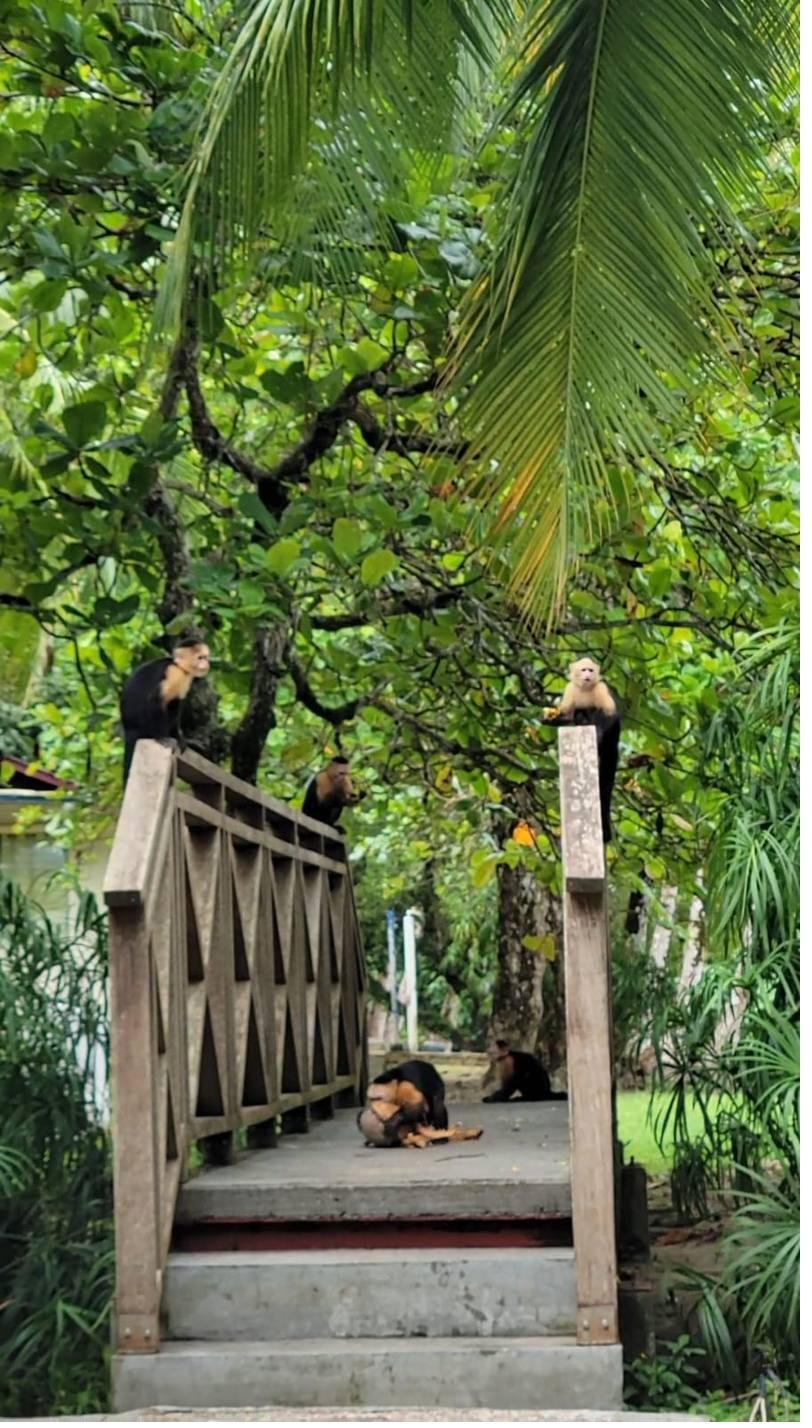 Monkeys at Coiba