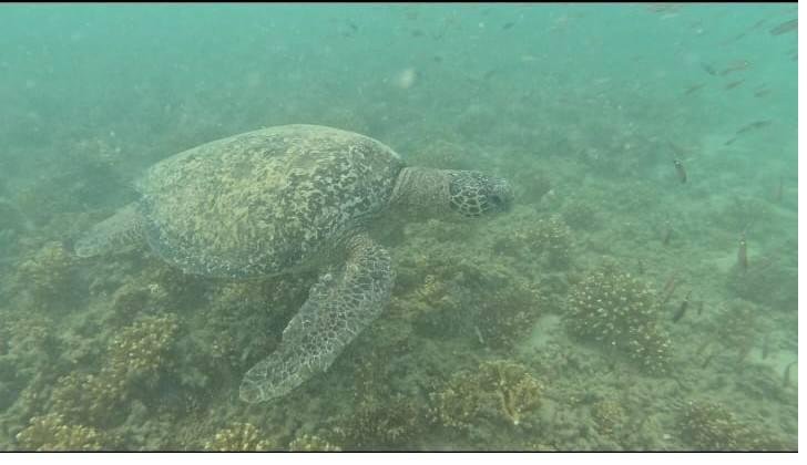Coiba Island Tour