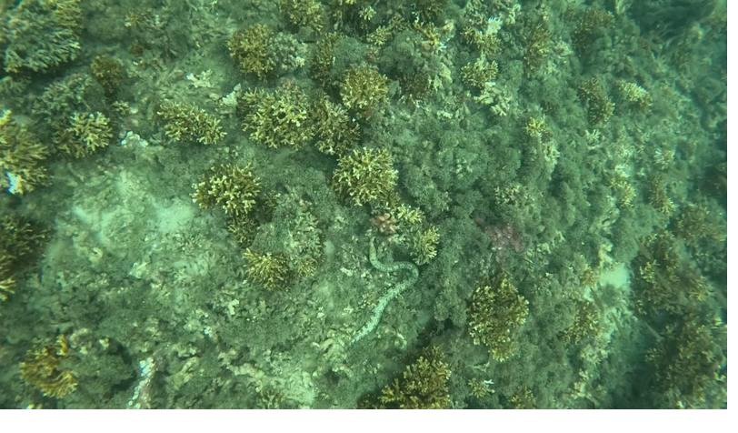 Coral reef