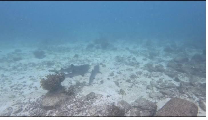 Reef shark