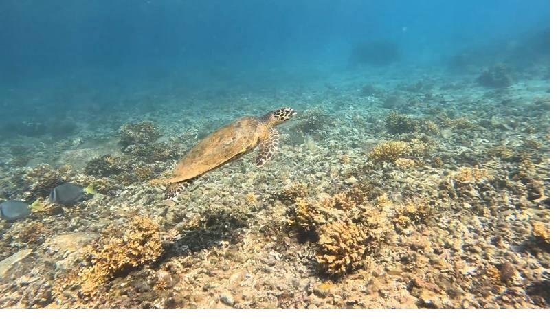 Sea turtle on coral reef
