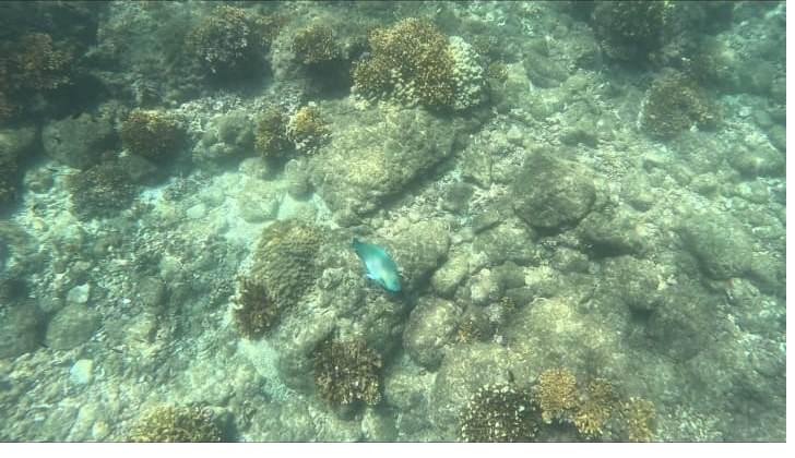 Colorful parrotfish over the reef in Coiba, Panama