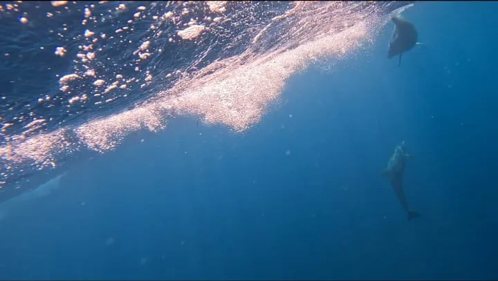 Two dolphins swimming just under the surface beside the boat in Coiba