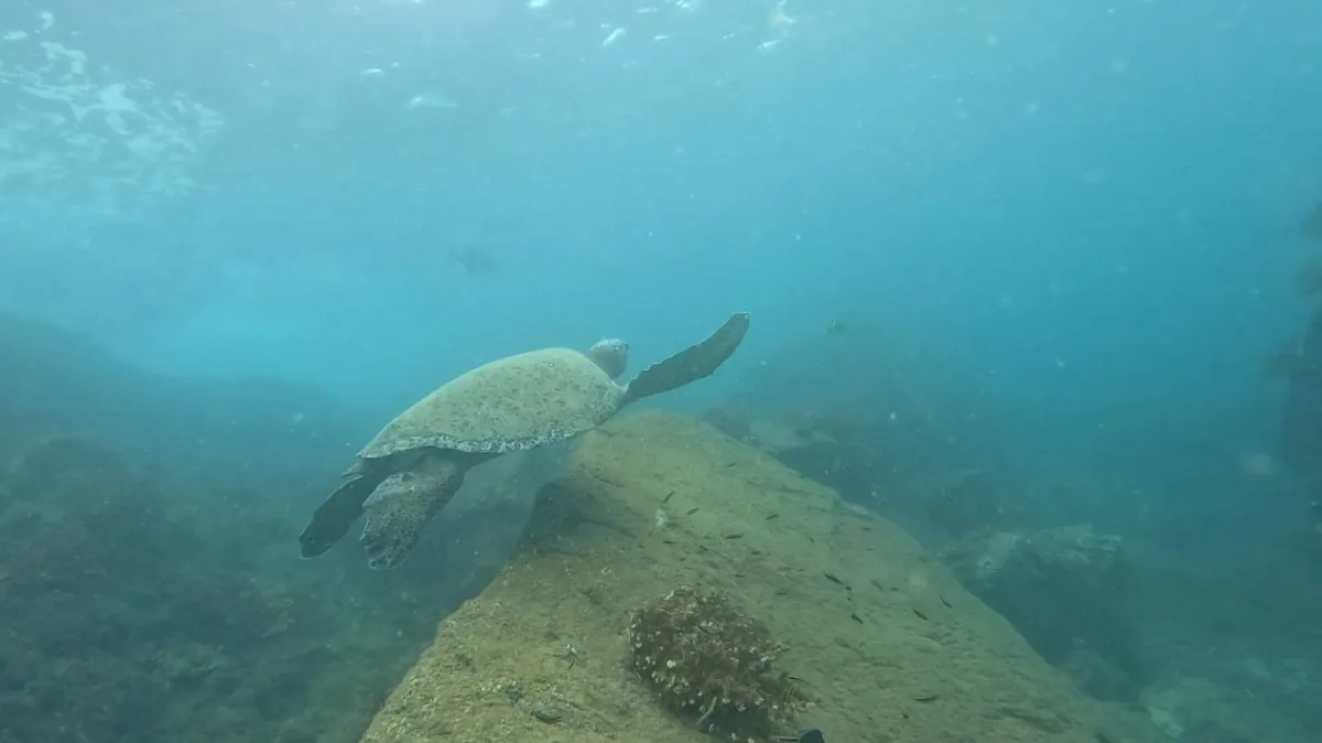 A green sea turtle gliding over the reef in Coiba