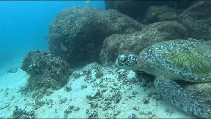 A green sea turtle resting on the sand beside the reef in Coiba
