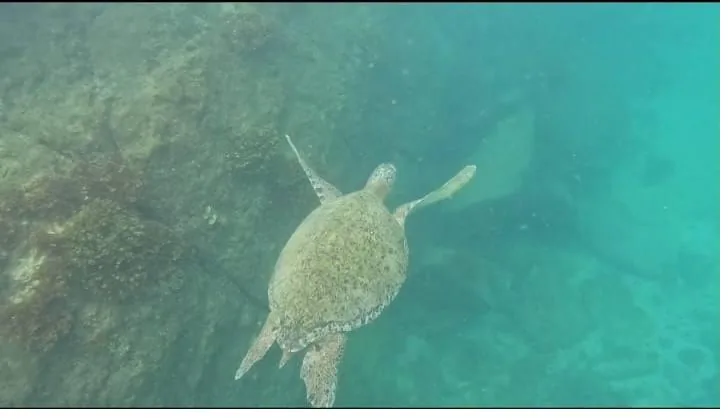 Green sea turtle swimming in Coiba National Park, Panama