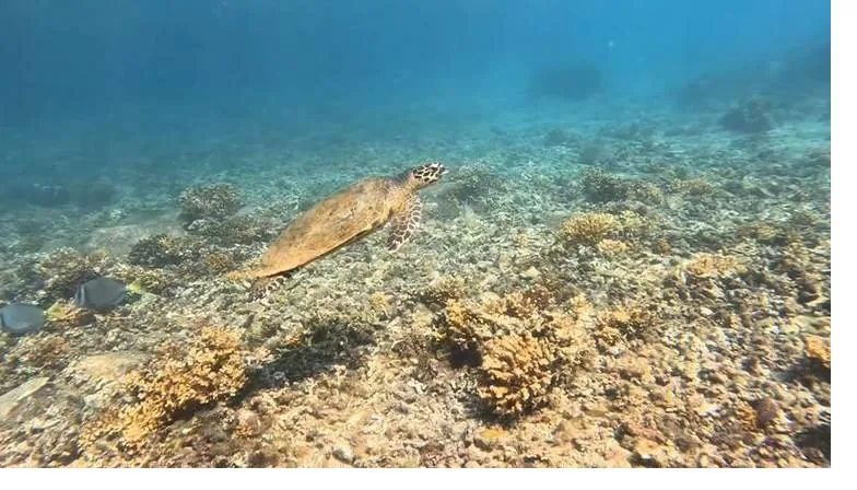 A hawksbill turtle over the reef in Coiba, Panama