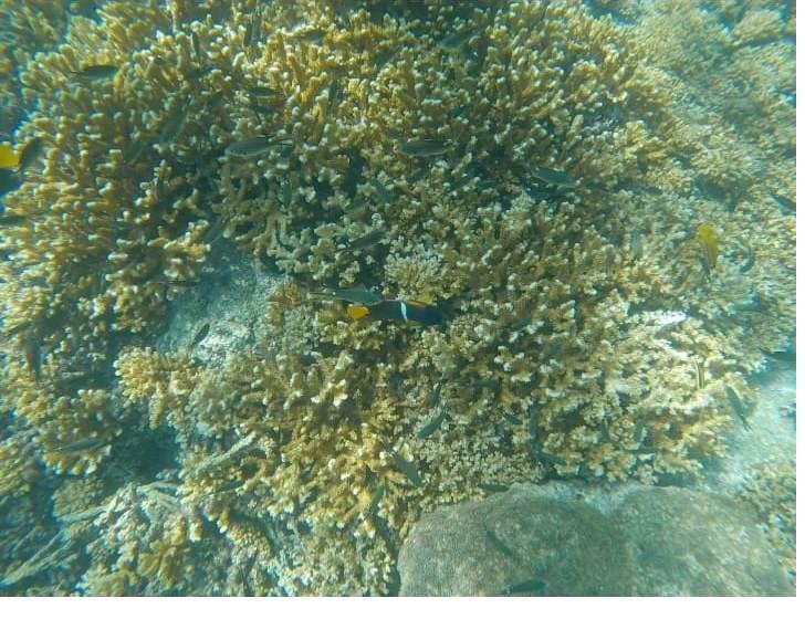 Healthy coral reef in UNESCO World Heritage listed Coiba National Park, Panama
