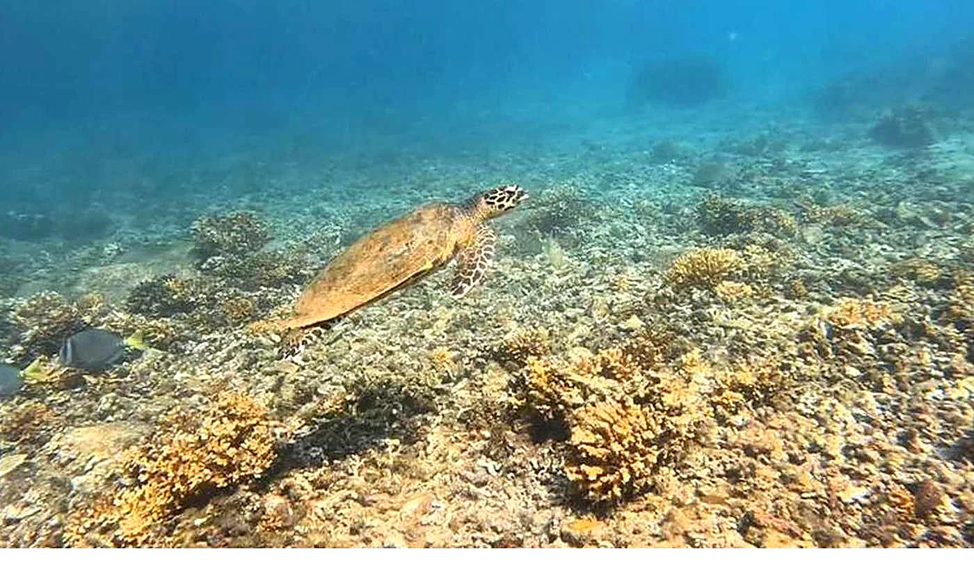 A hawksbill sea turtle gliding over the coral reef in Coiba National Park