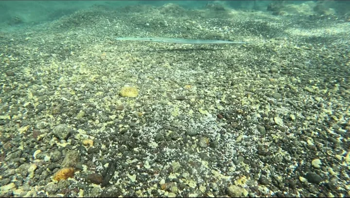 King angelfish over the coral reef in Coiba