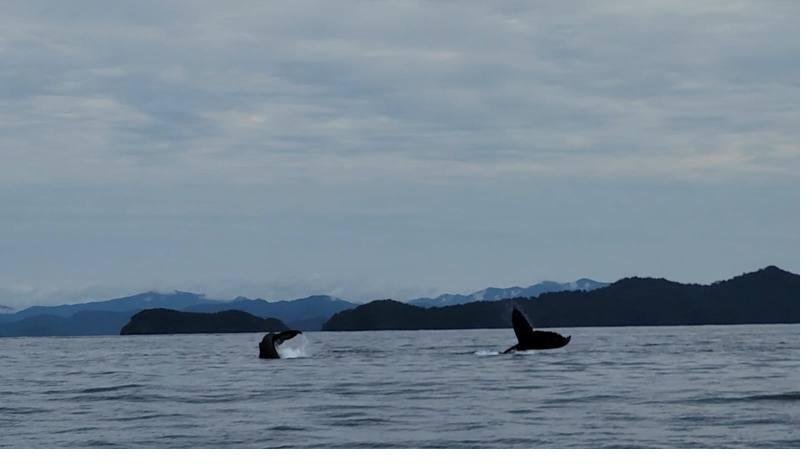 Humpback whales