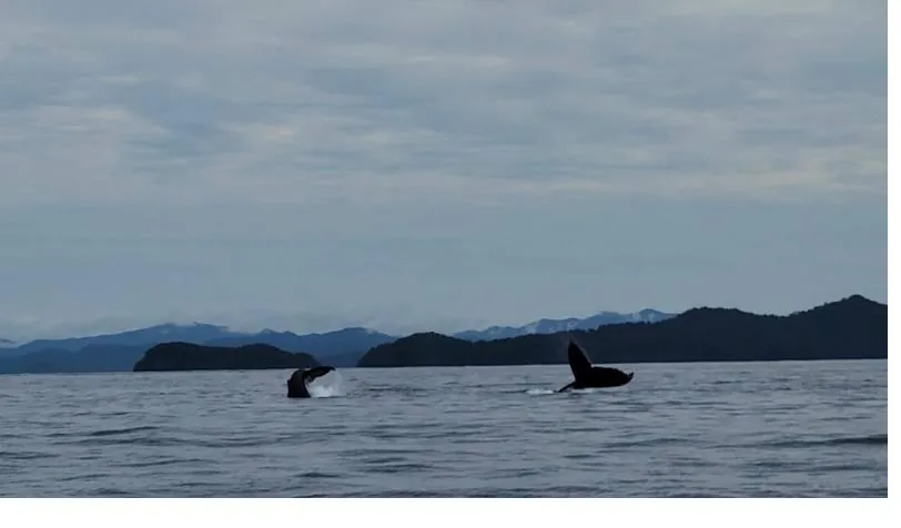 Two humpback whales diving near Coiba National Park, Panama