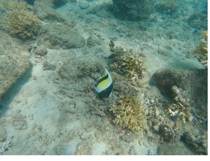 Moorish idol fish on a Coiba reef