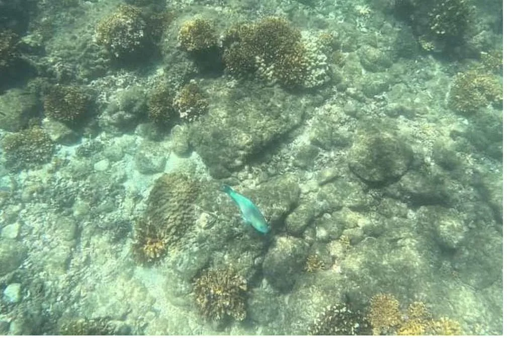 A parrotfish over the coral reef in Coiba, Panama