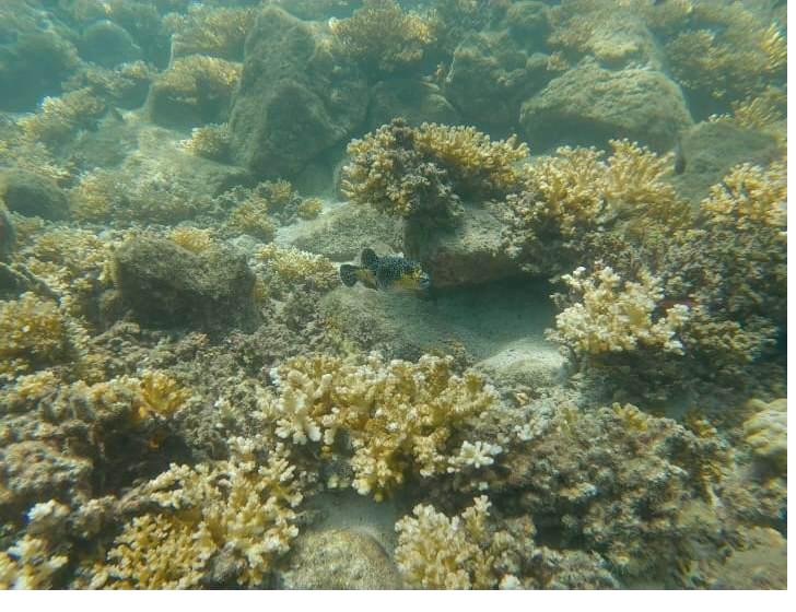 Pristine coral reef in Coiba National Park, Panama