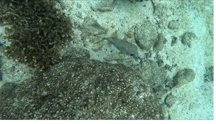 Rocky reef and marine life in Coiba National Park, Panama