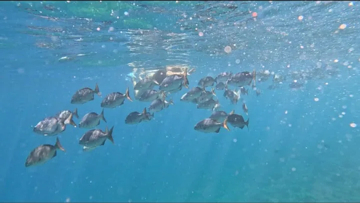 A school of silver fish near the surface in Coiba