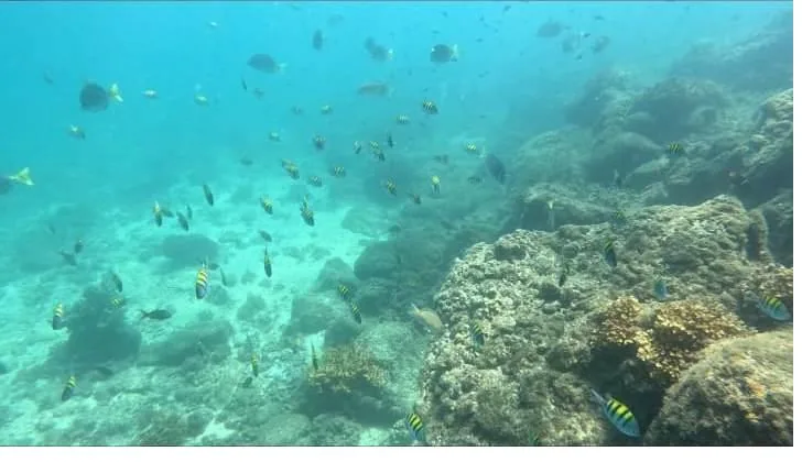 School of tropical fish over the coral reef in Coiba National Park, Panama