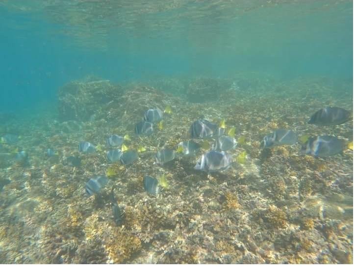School of reef fish in Coiba National Park, Panama
