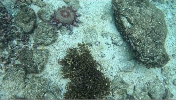 Sea anemone and reef life on the seafloor in Coiba, Panama
