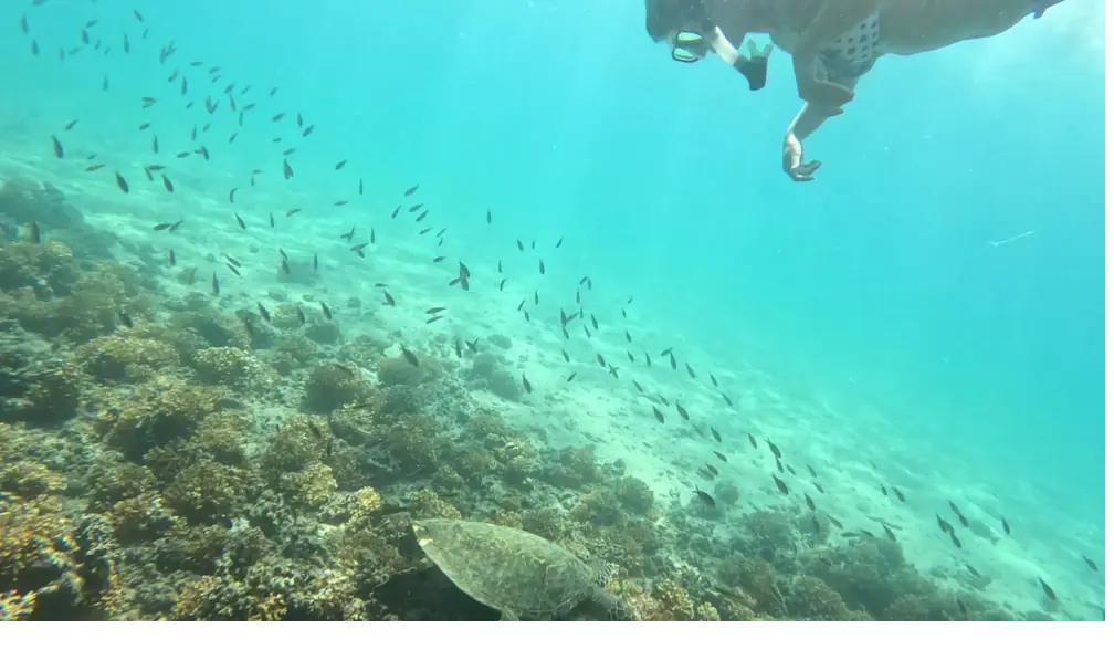 A snorkeler floating above a green sea turtle and a school of fish on the reef in Coiba