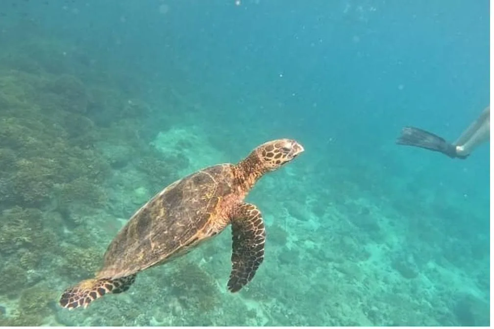 A hawksbill turtle swimming beside a snorkeler in Coiba