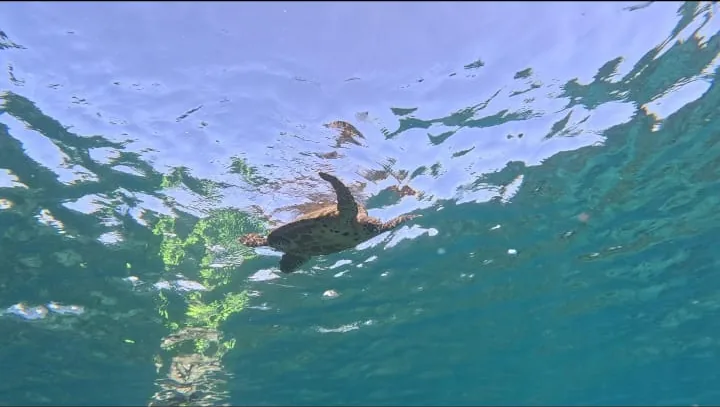 Snorkelers calmly swimming near a sea turtle in Coiba