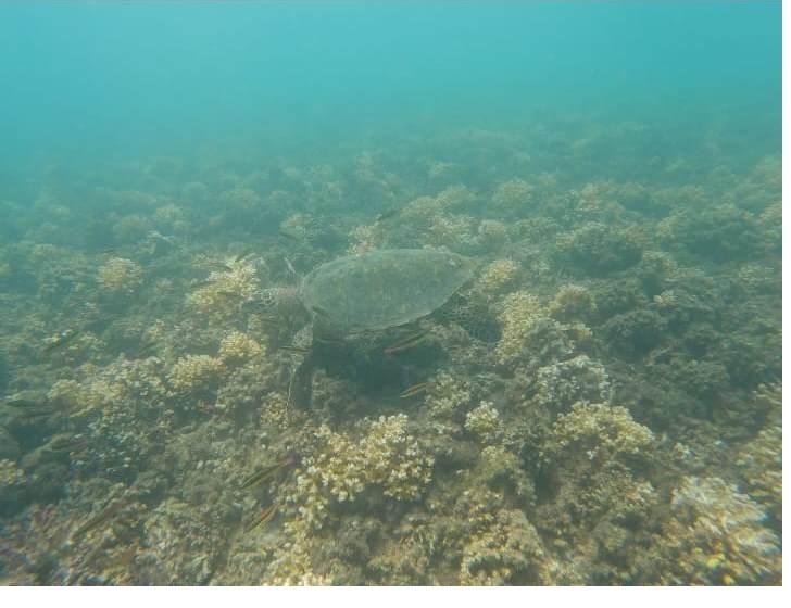 Snorkeling with a sea turtle in Coiba National Park, Panama