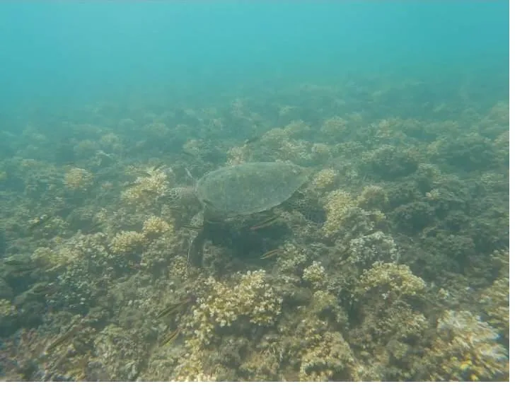 A sea turtle over the coral reef in Coiba National Park