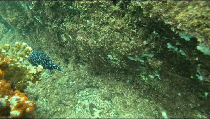 A spotted boxfish beside coral on the reef in Coiba National Park