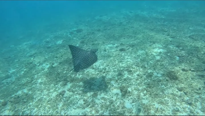 Spotted eagle ray gliding over the reef in Coiba
