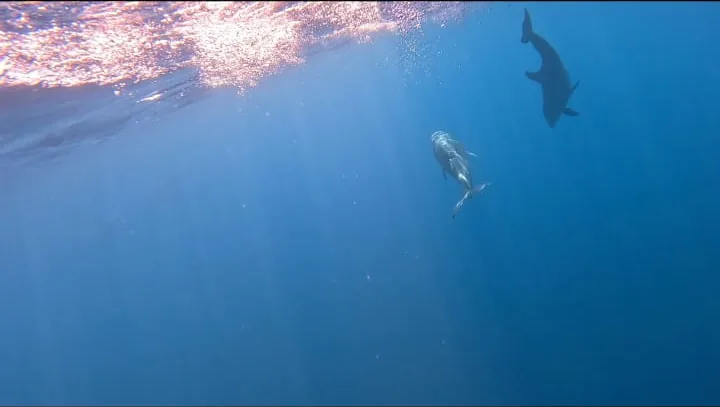A spotted eagle ray swimming over the seafloor in Coiba