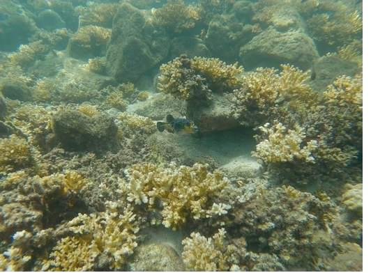 The story of Coiba — from prison island to paradise