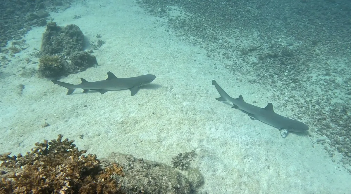 Two whitetip reef sharks resting on the sand in Coiba