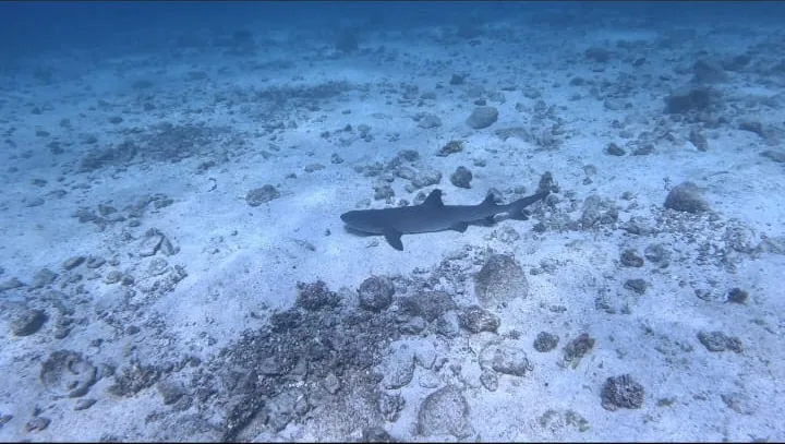 Whitetip reef shark resting on the sand in Coiba