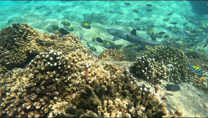 A whitetip reef shark swimming over the coral reef in Coiba National Park