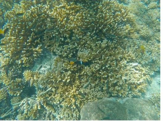 Why Coiba Is a UNESCO World Heritage Site
